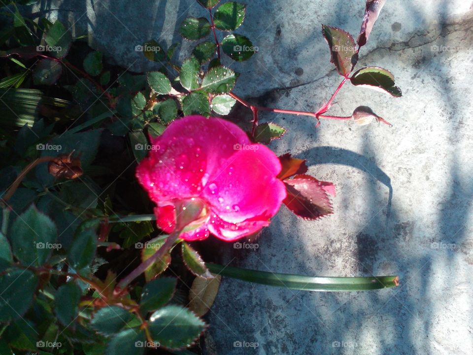 pink rose ...