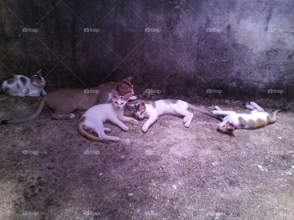 lazy cats basking in the sun