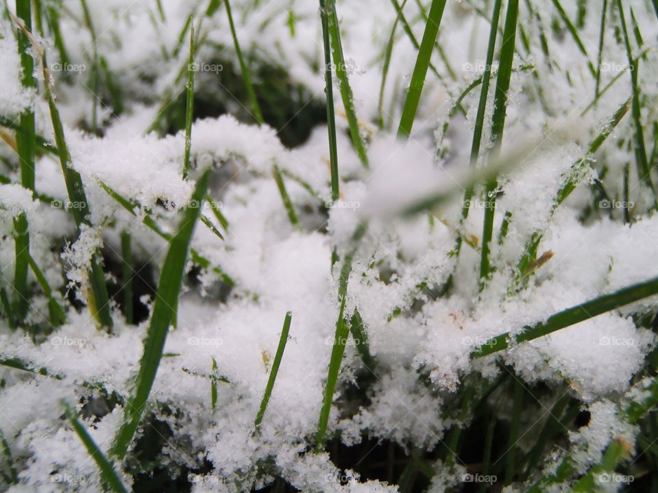 Grass level in sleet