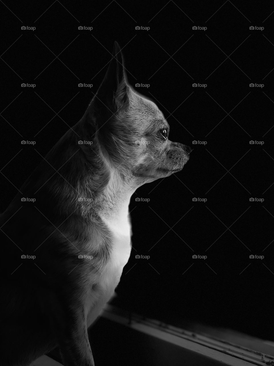 Emotional , dog, black and white, chihuahua