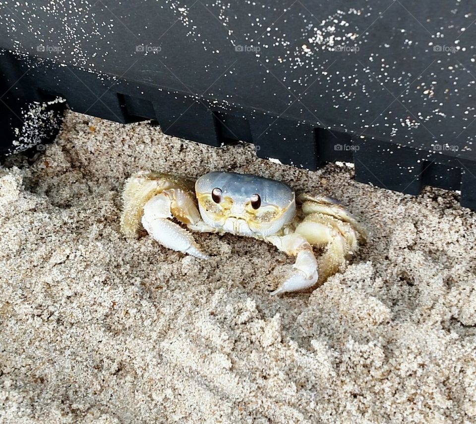 Crab