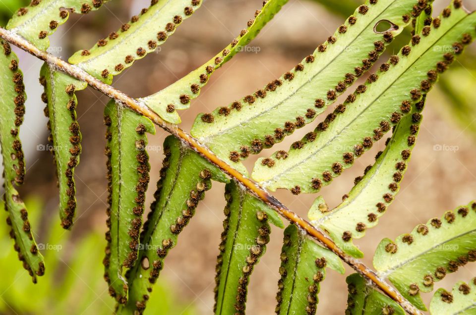 Spores On Ostrich Fern Leaf