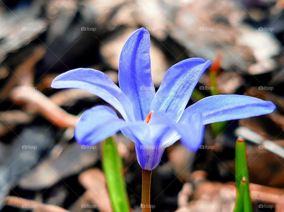 spring flower