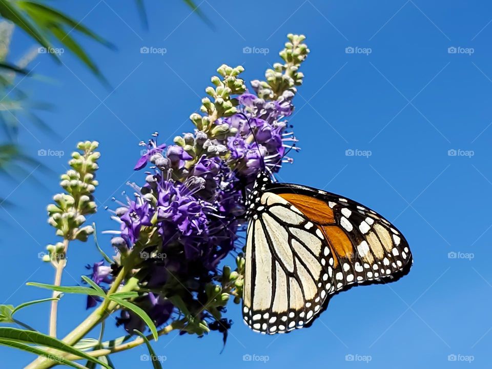 The endangered monarch butterfly feeding on purple Chaste tree flowers up high.