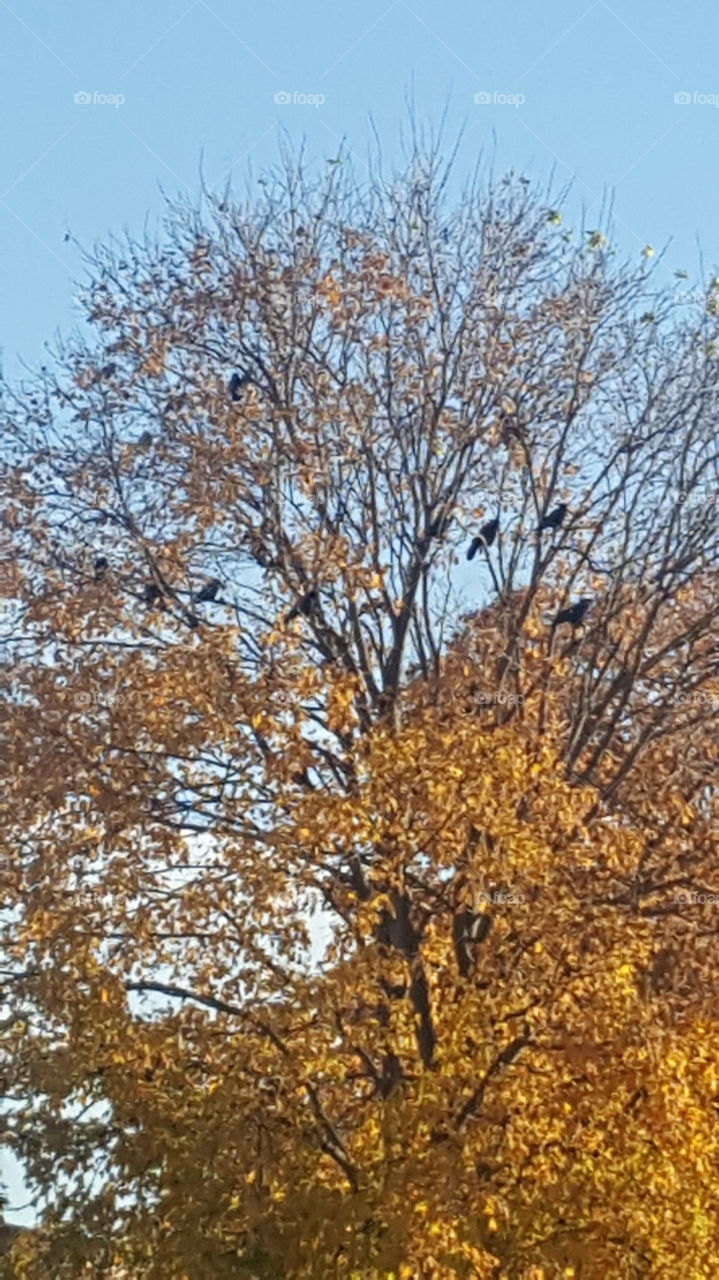 autumn crow