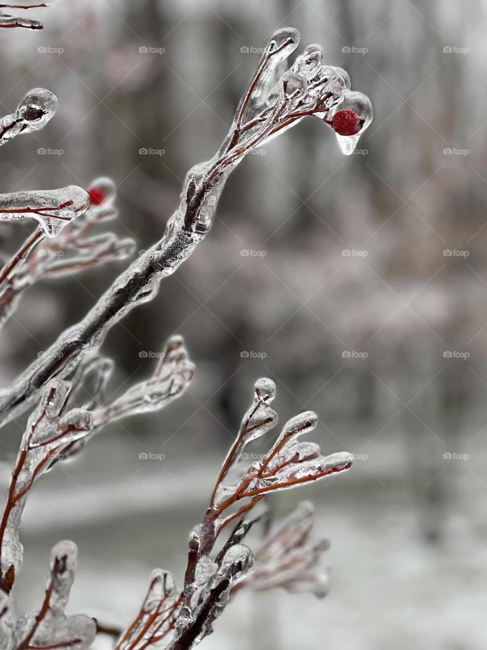 Branch with berries covered with ice