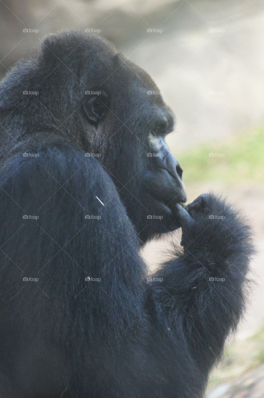 Lowland Gorilla