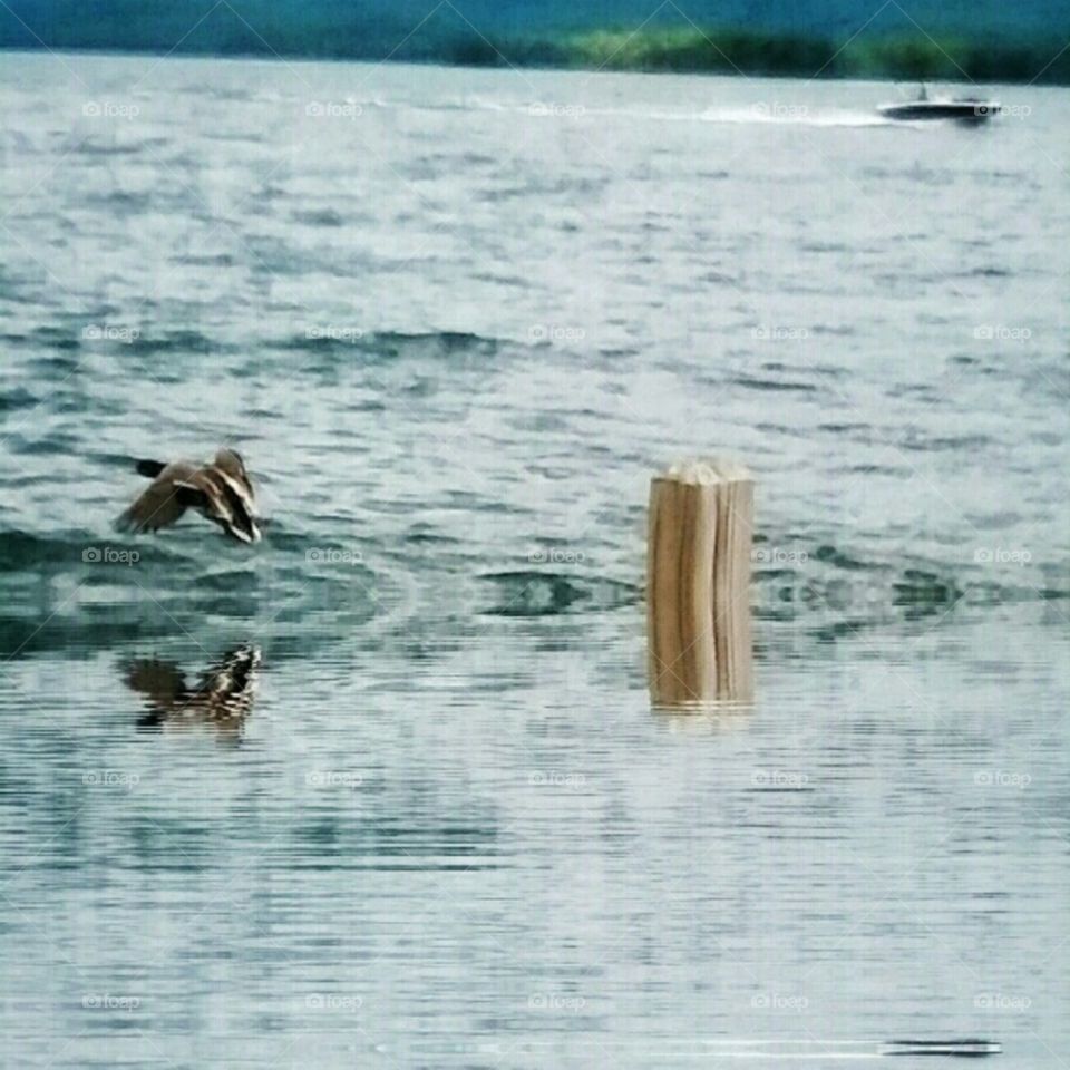 A duck flying off the dock!