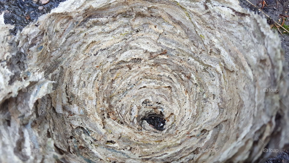 Shell of a wasps nest