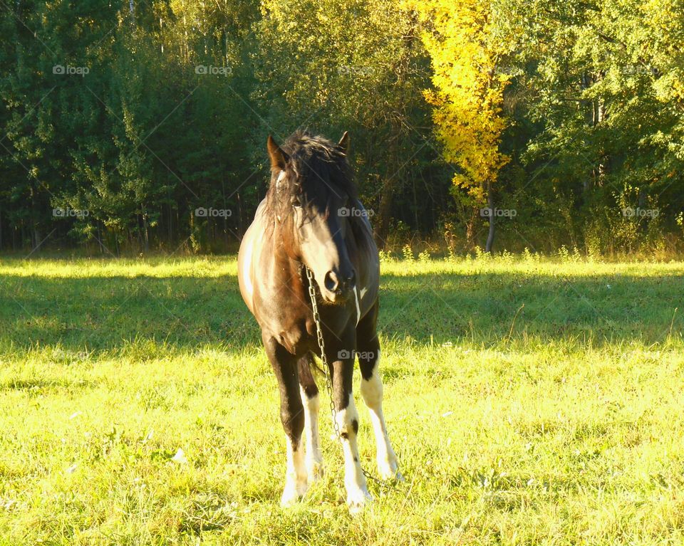 Cavalry, Horse, Mare, Pasture, Grass