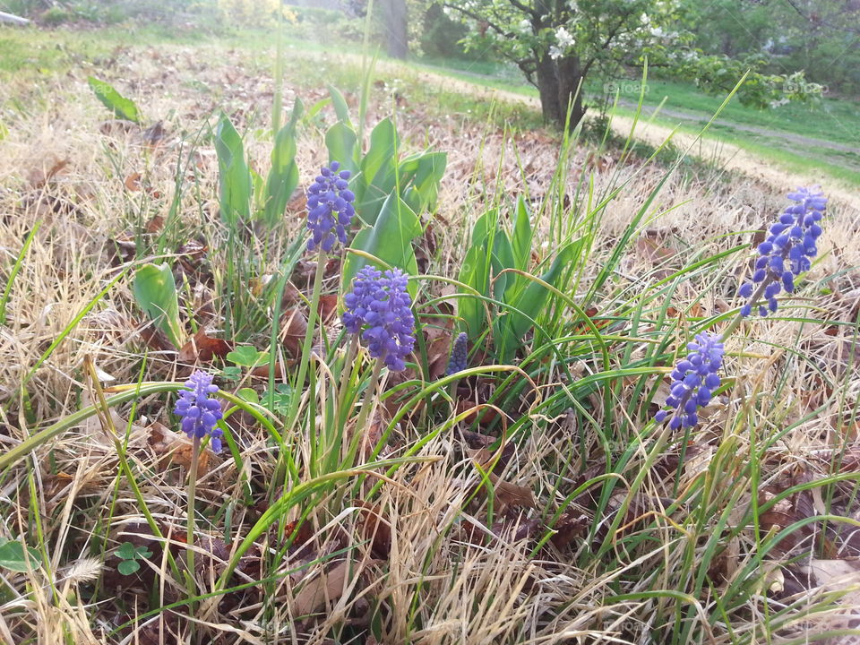 Wild Grape Hyacinth. Wild Grape Hyacinth growing on a lawn in early spring.