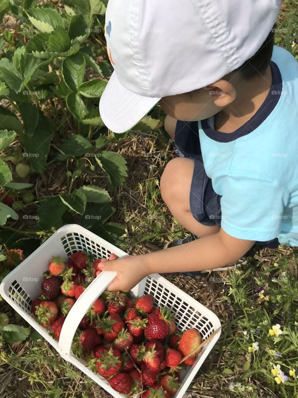 Boy with basket of strawberries