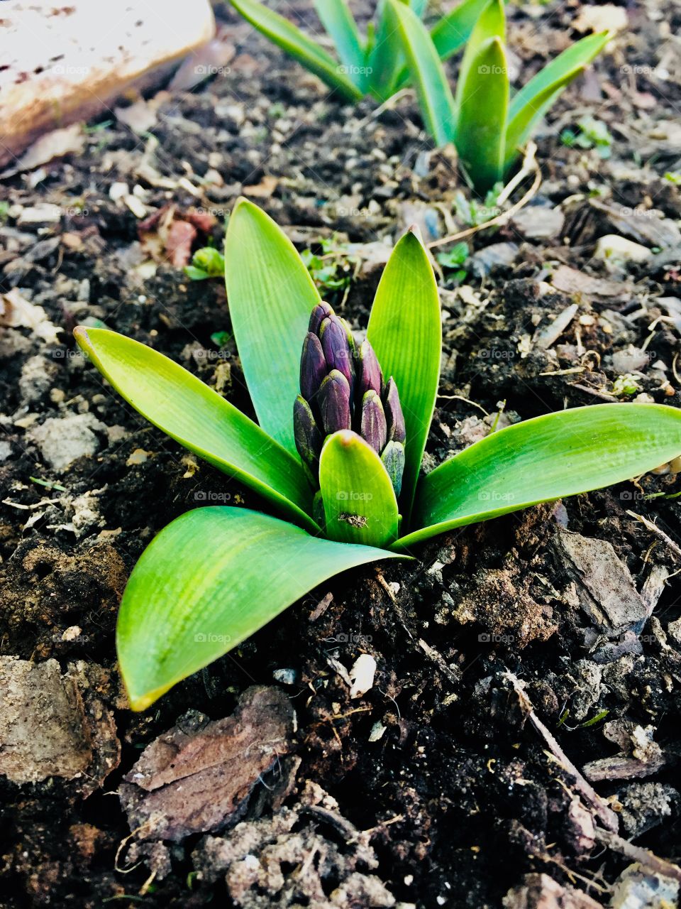 Pretty purple Hyacinth starting to bloom