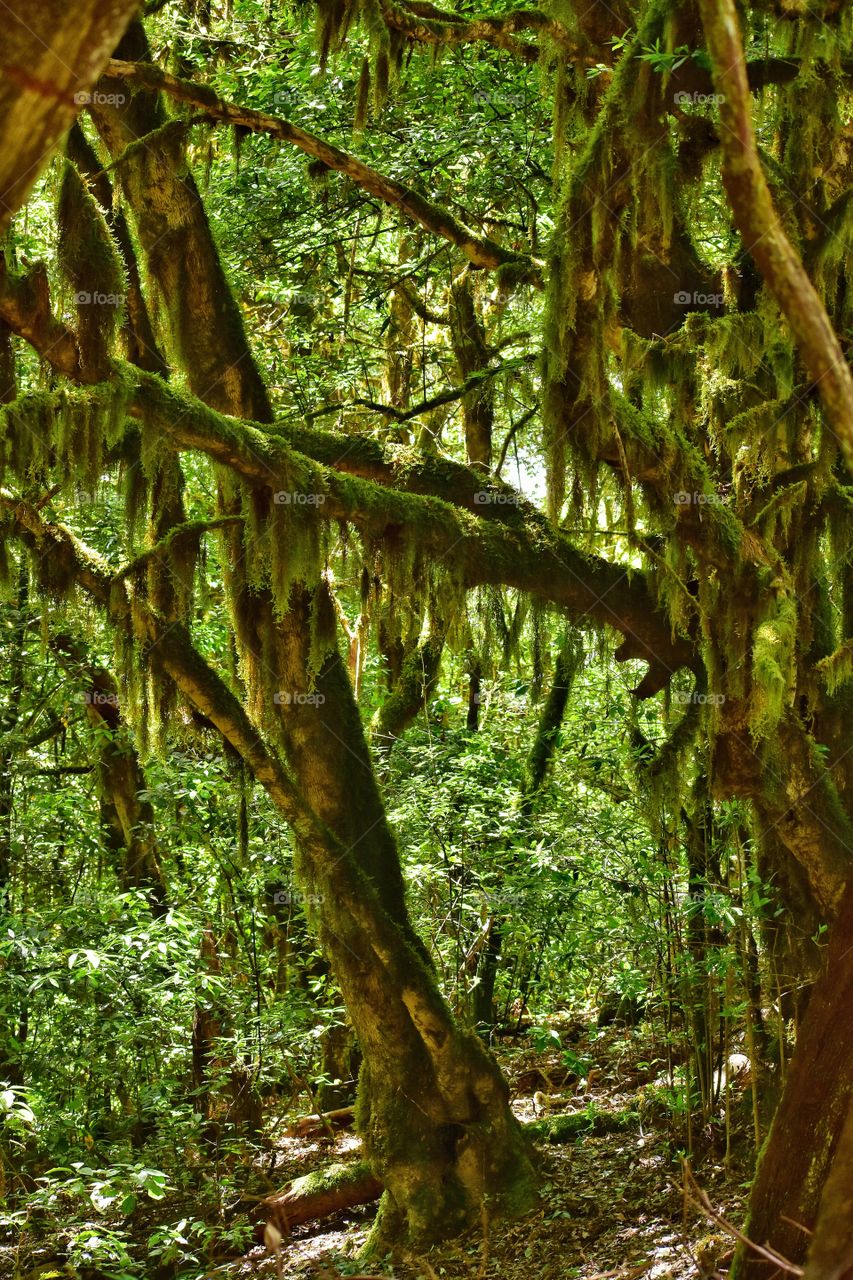 relict forest of garajonay national park on la gomera canary island in Spain