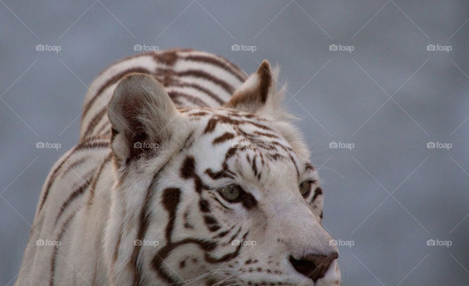 White tiger