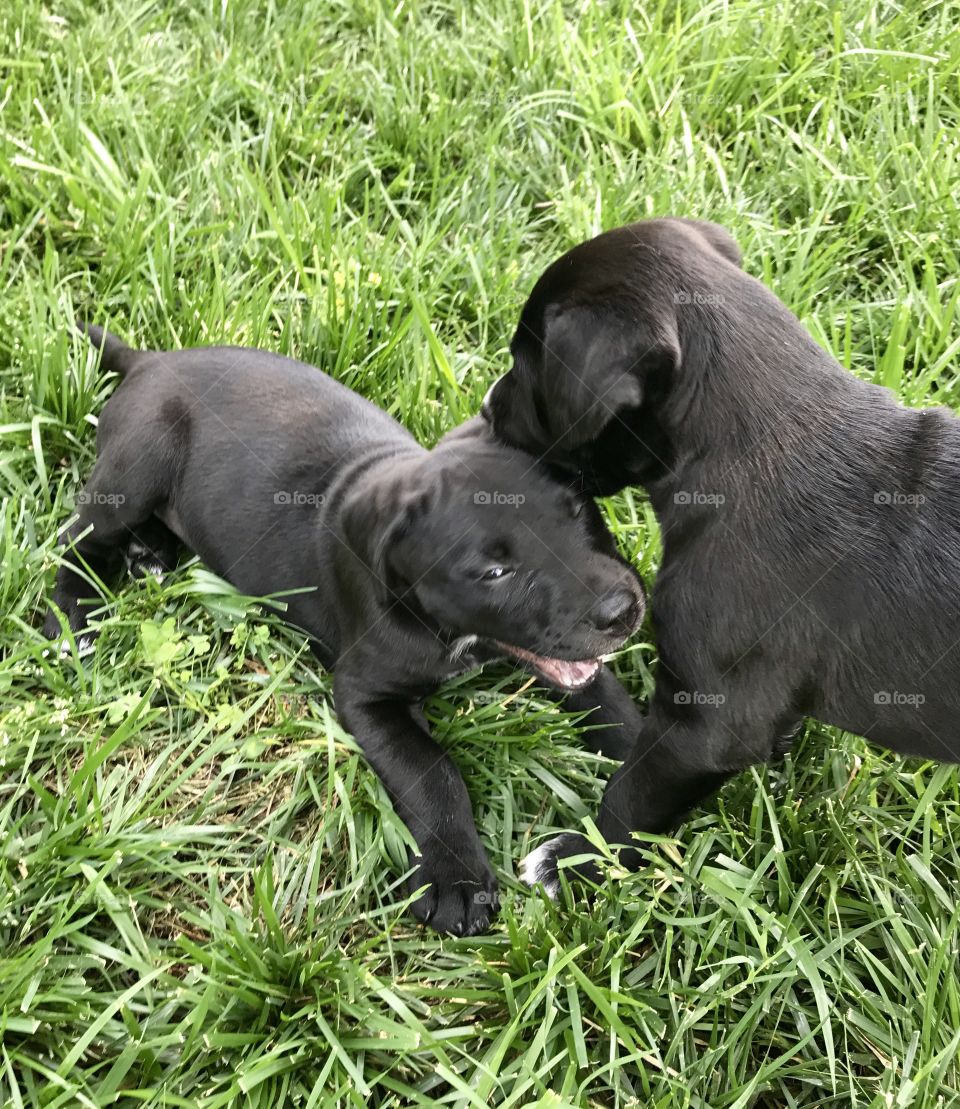 Puppies Playing