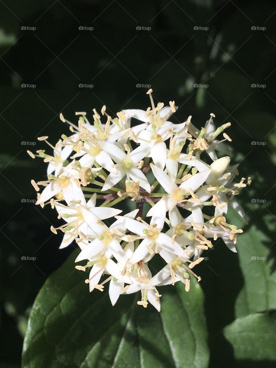 Euonymus europaeus - fusain
