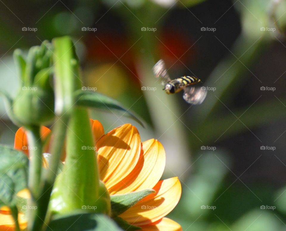Bee flying to pollinate a Orange flower in a community garden