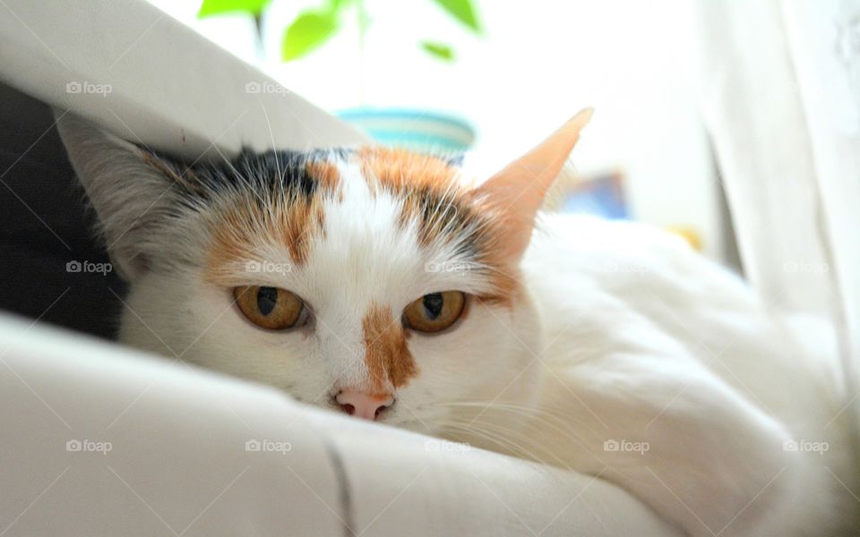 cat resting on a battery home and looking