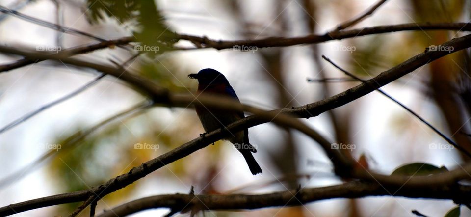 bluebird with a bug