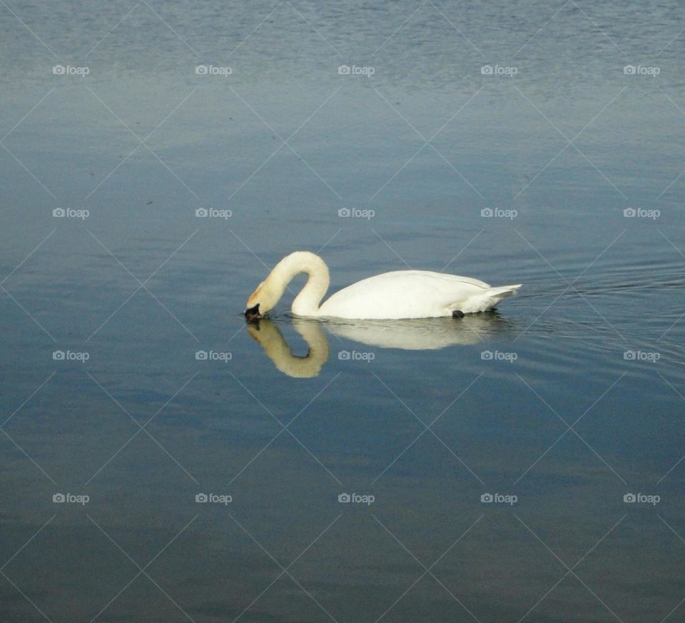 Water, Swan, Bird, Lake, Reflection