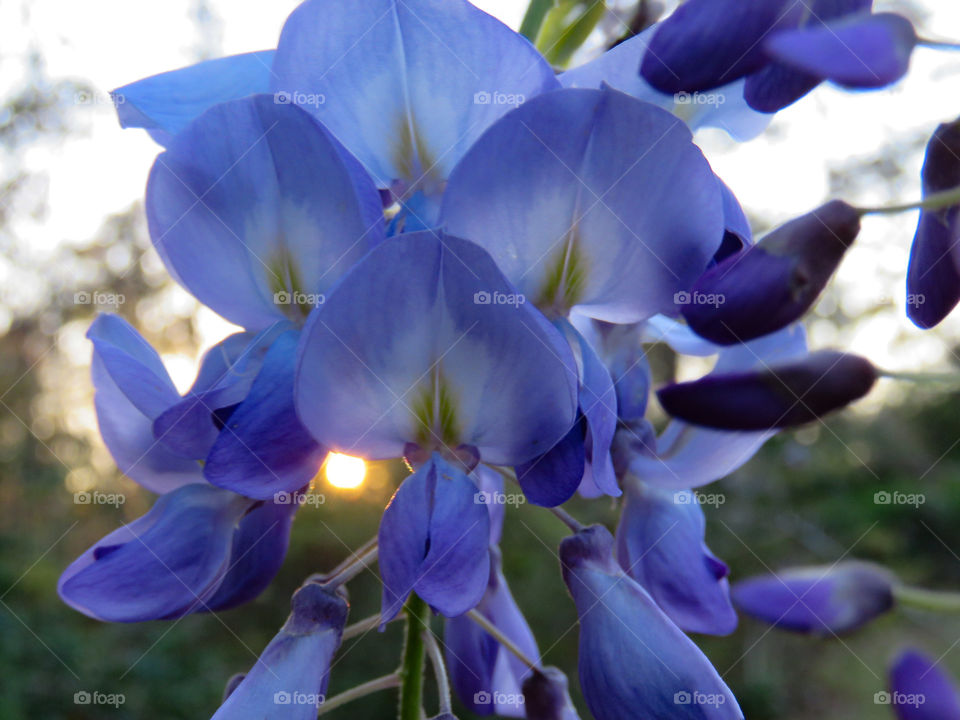 Wisteria