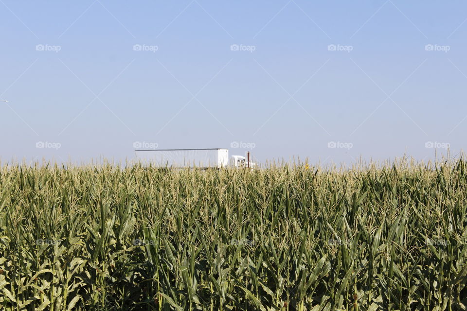 cornfield freeway