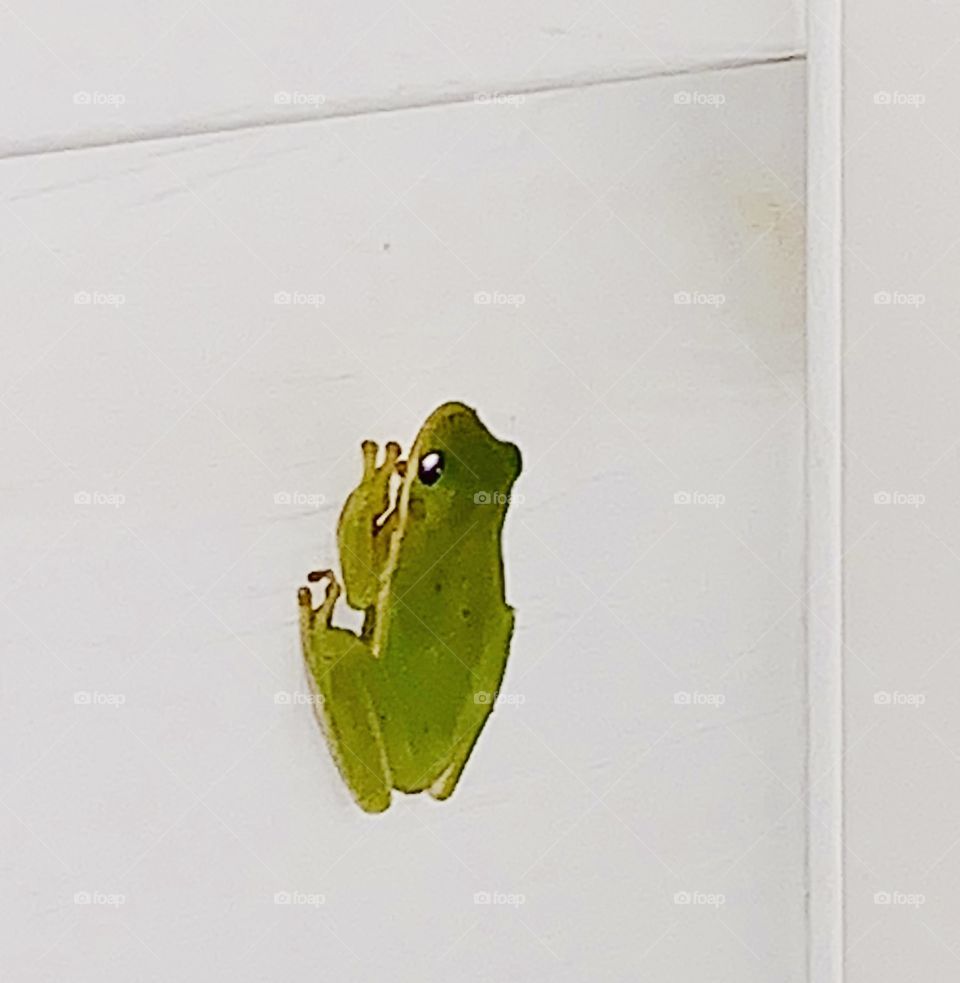 Green tree frog