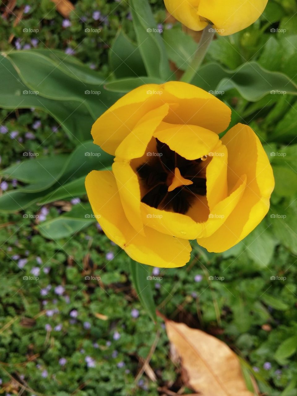 yellow flower