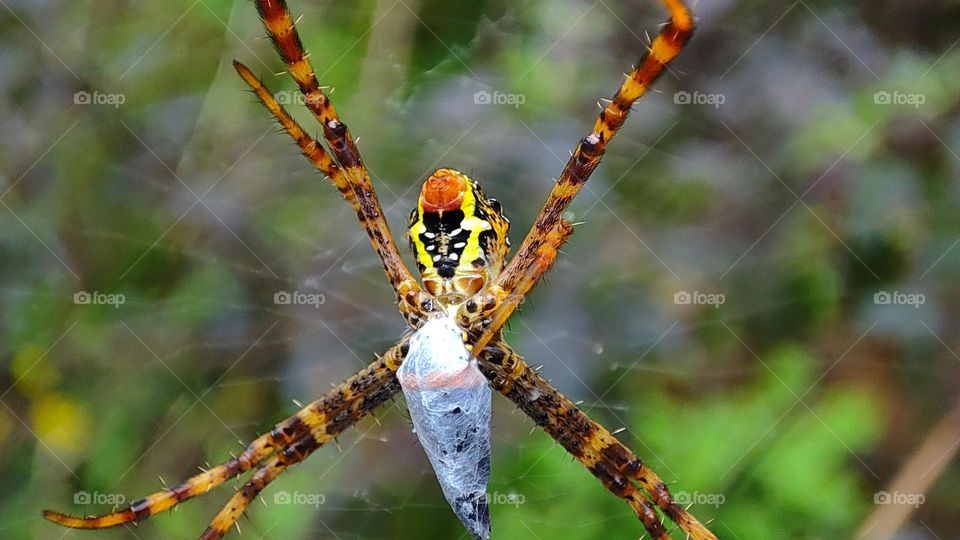 Big spider wrapping an insect, scary spider, scary spider caught it's prey, spider hunting, spider