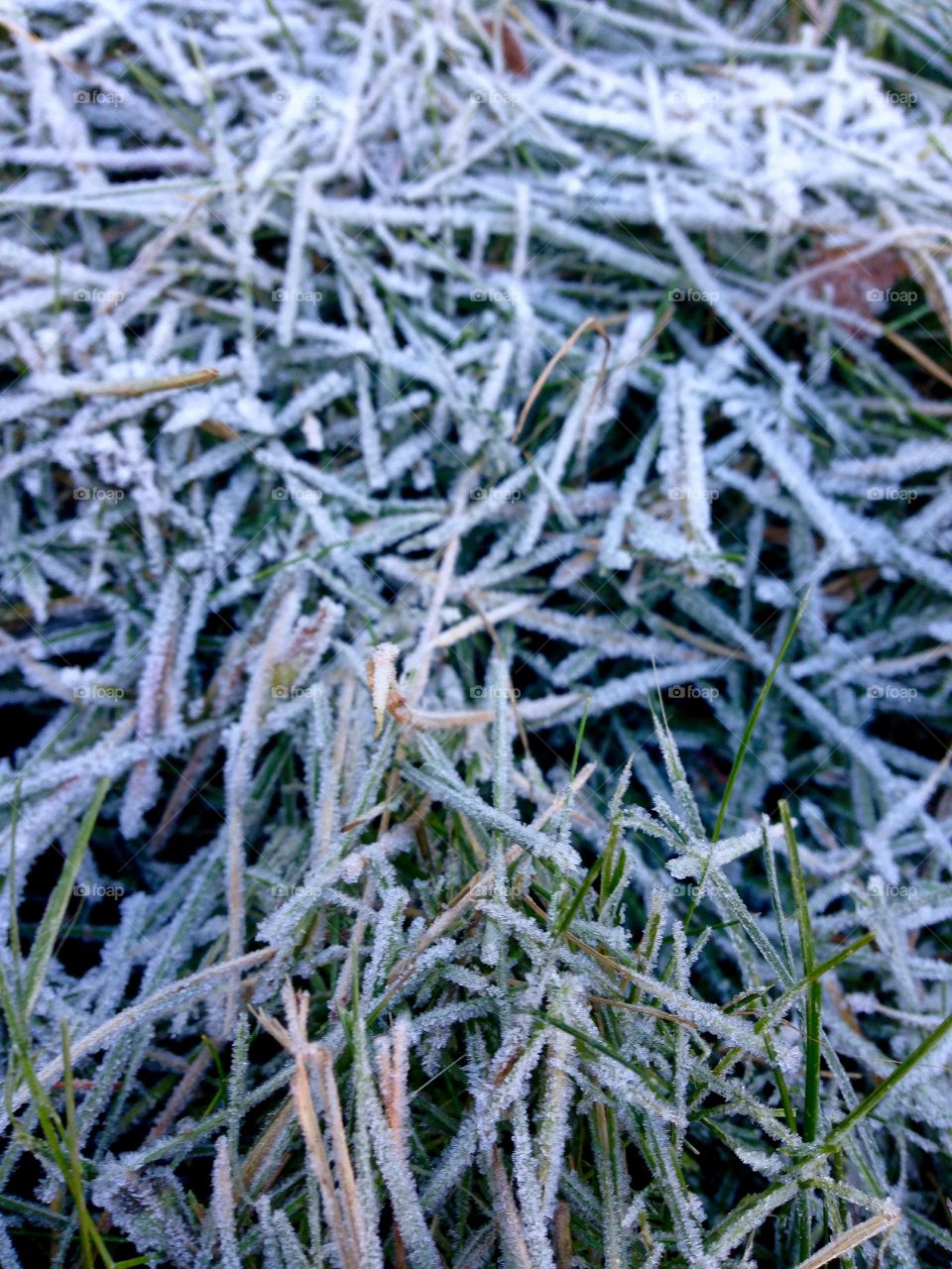 Winter is coming, first snow and first frost on the green grass 