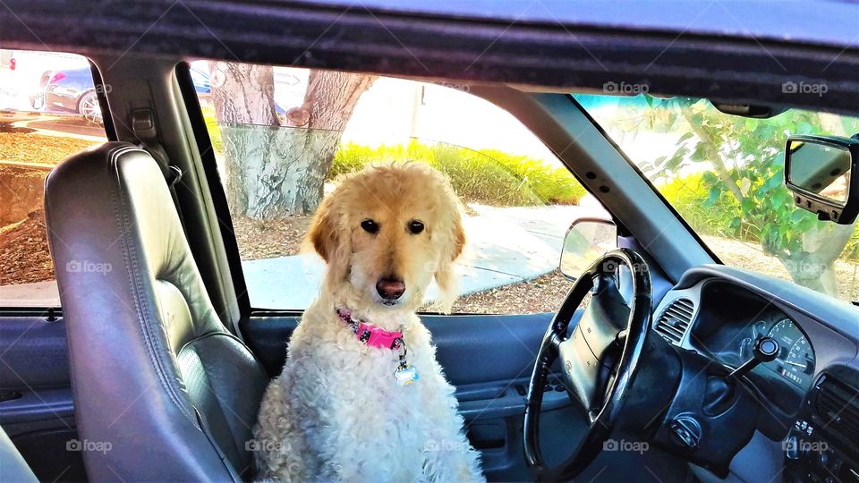 Cute dog behind the car wheel