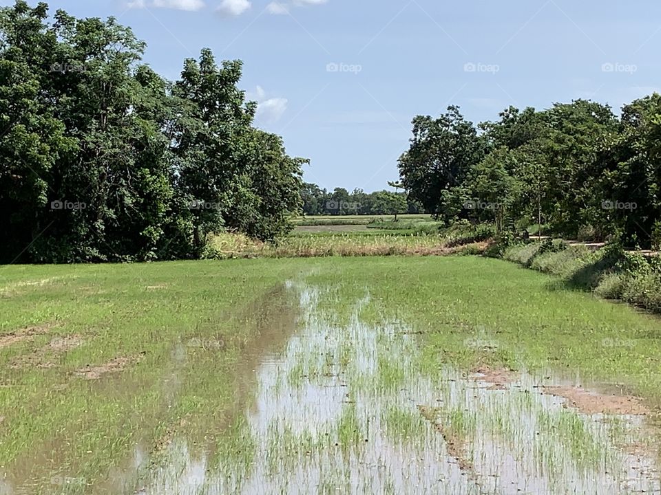 The stories of the rice field, Countryside 