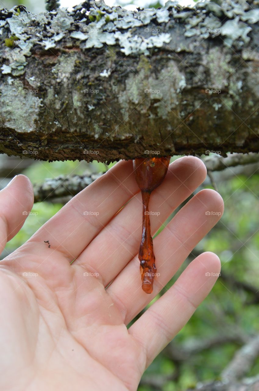 resin of cherry