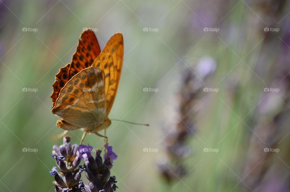 Butterfly on lavender