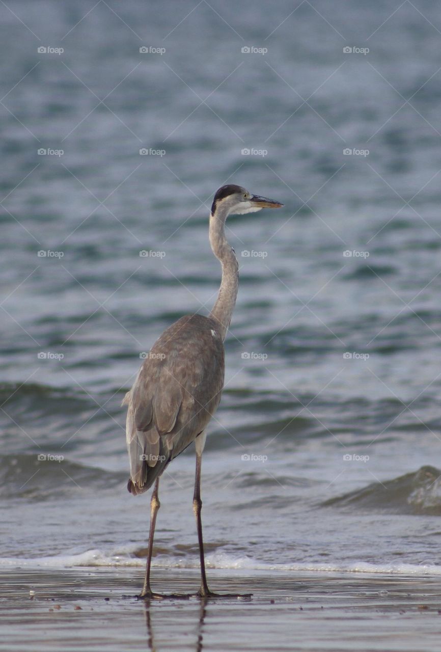 Grey heron