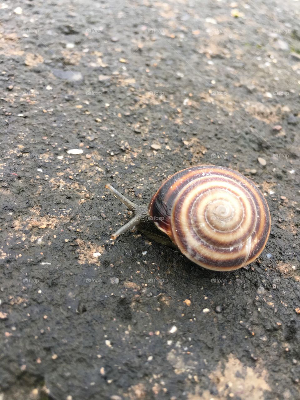 Snail

