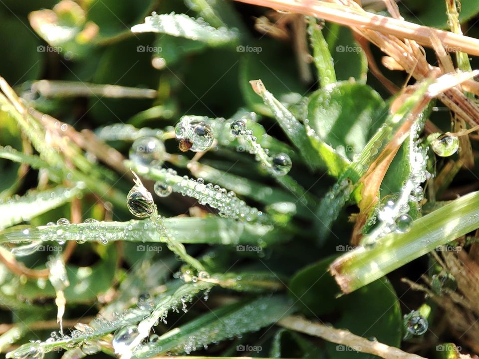 Dew on grass