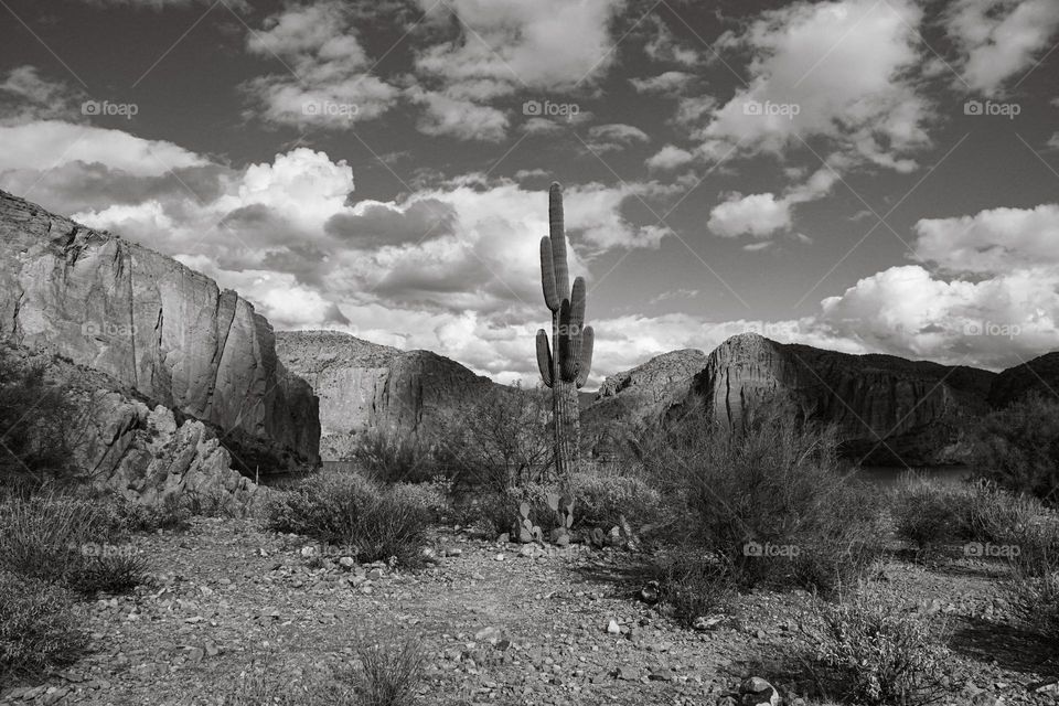 A Saguaro cactus rises into the Arizona sky