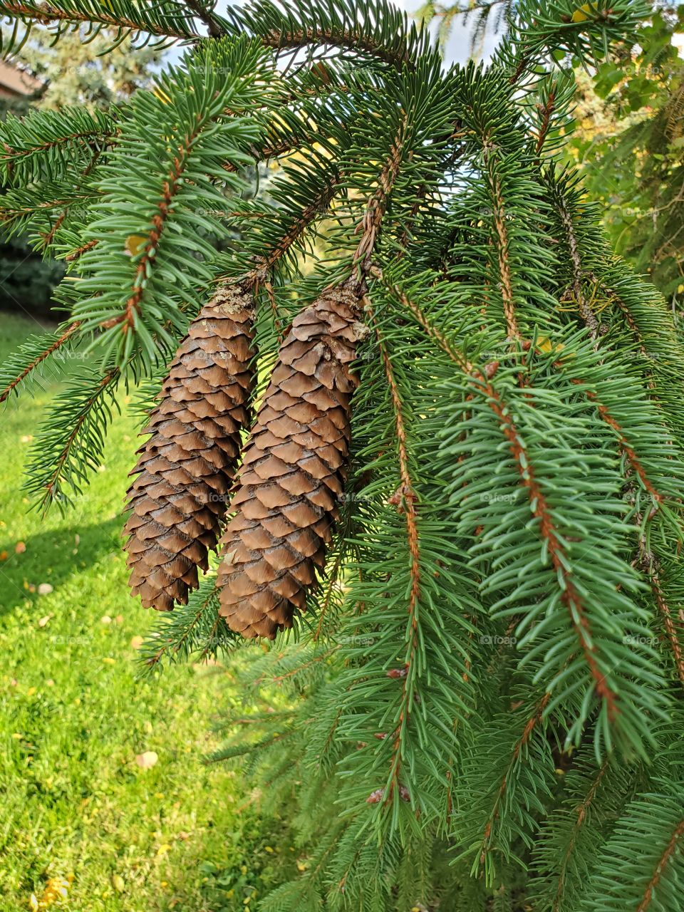cones