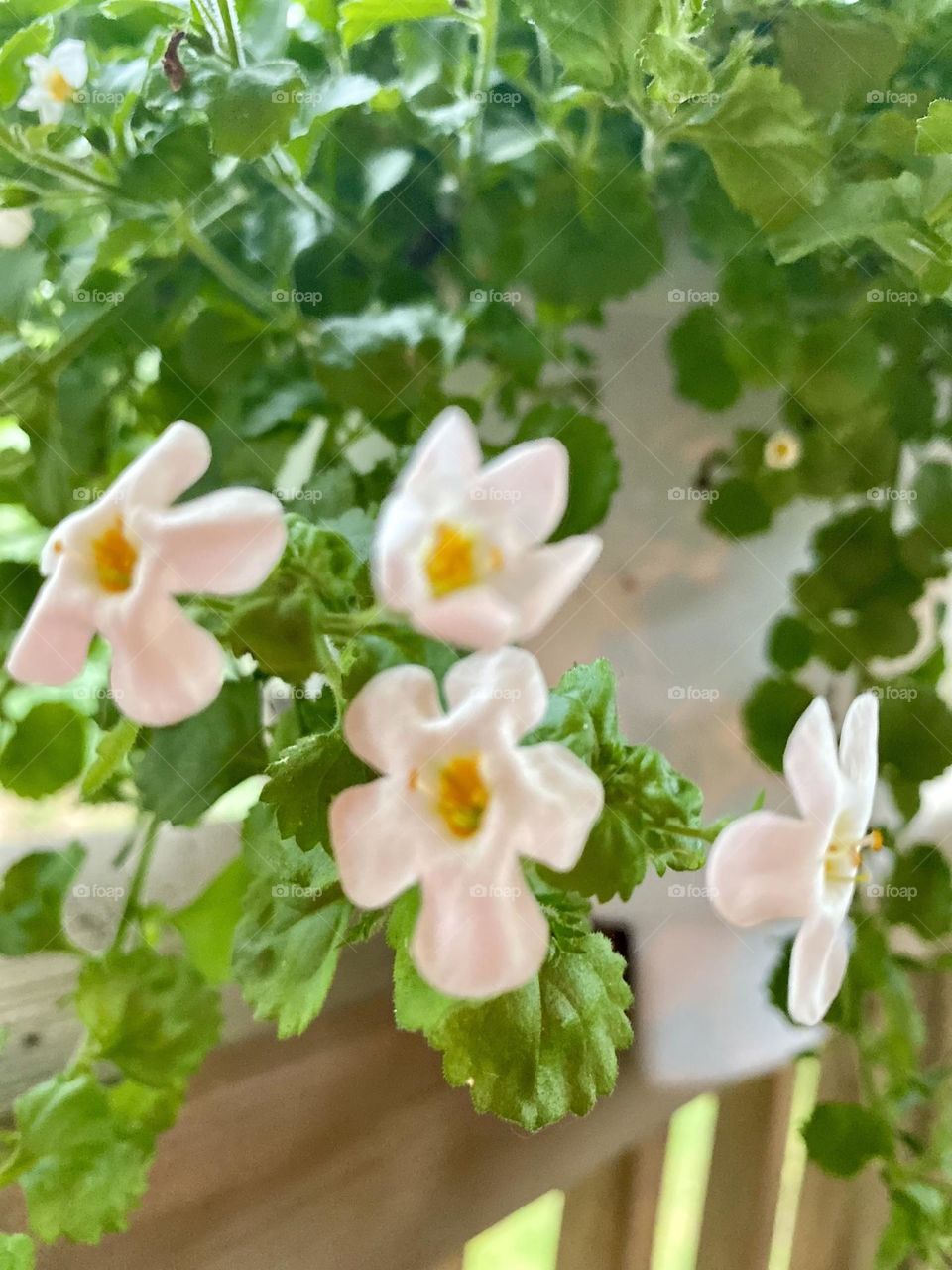 A white flower box presents vibrant and flowing green leafy vines with sweet, small white and yellow flowers. The sun radiates the warm and exquisite colors and draws the viewer in for an intimate experience. 