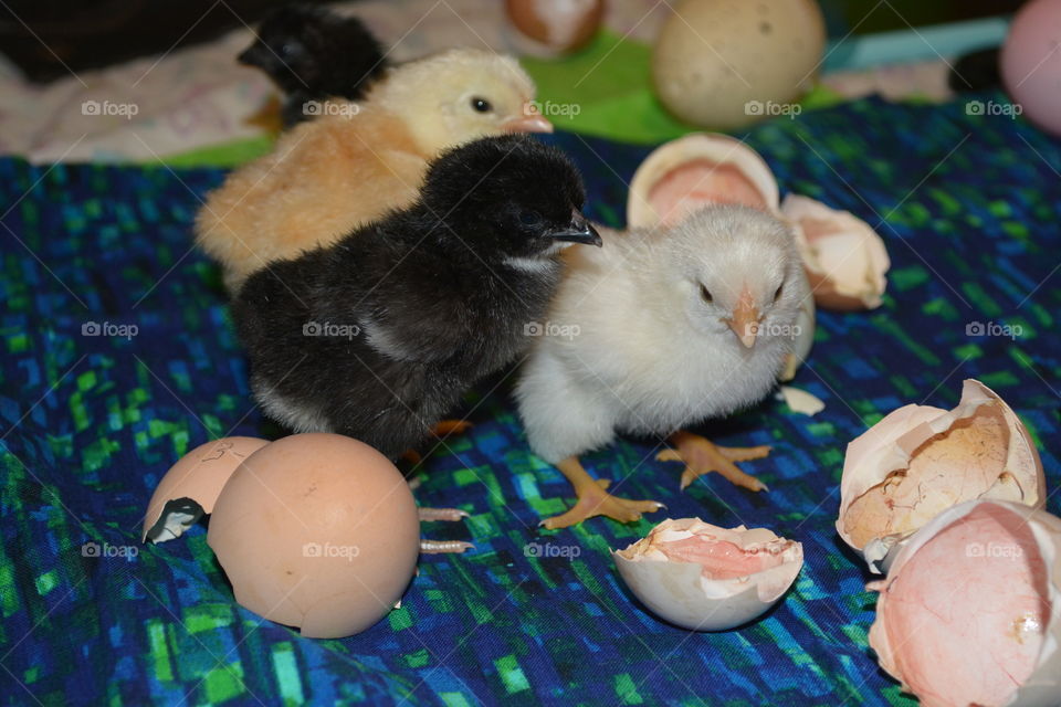 Baby chicken that we hatched with egg shells