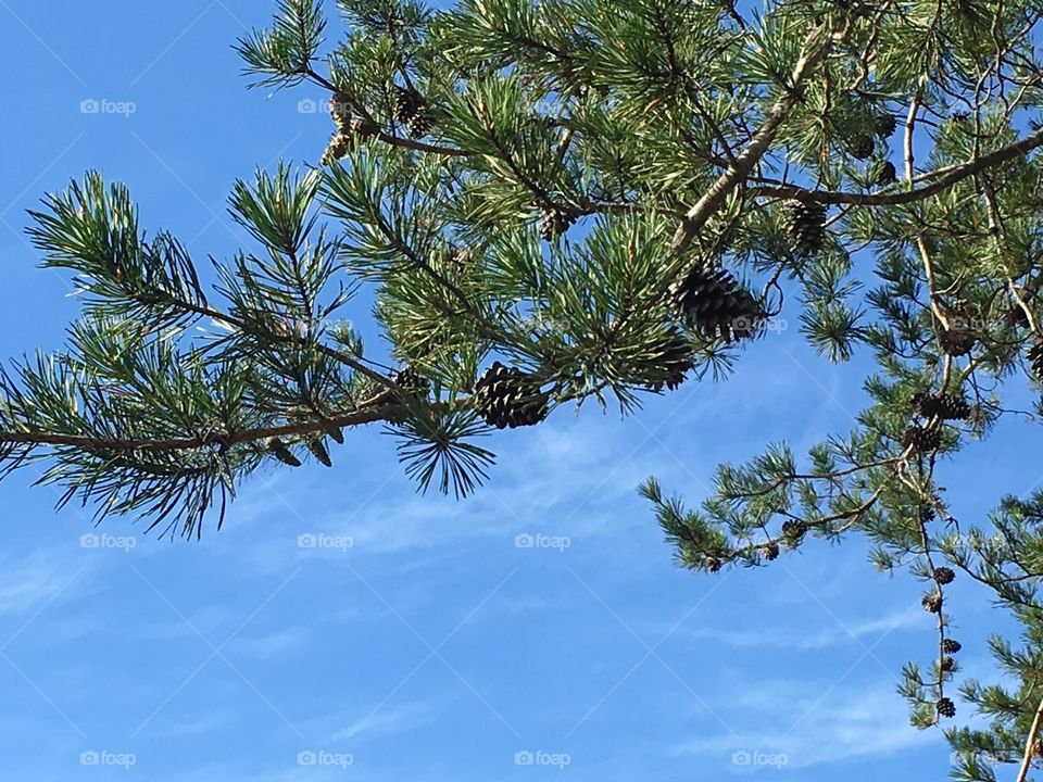 Blue sky and pine tree/comes in foreground