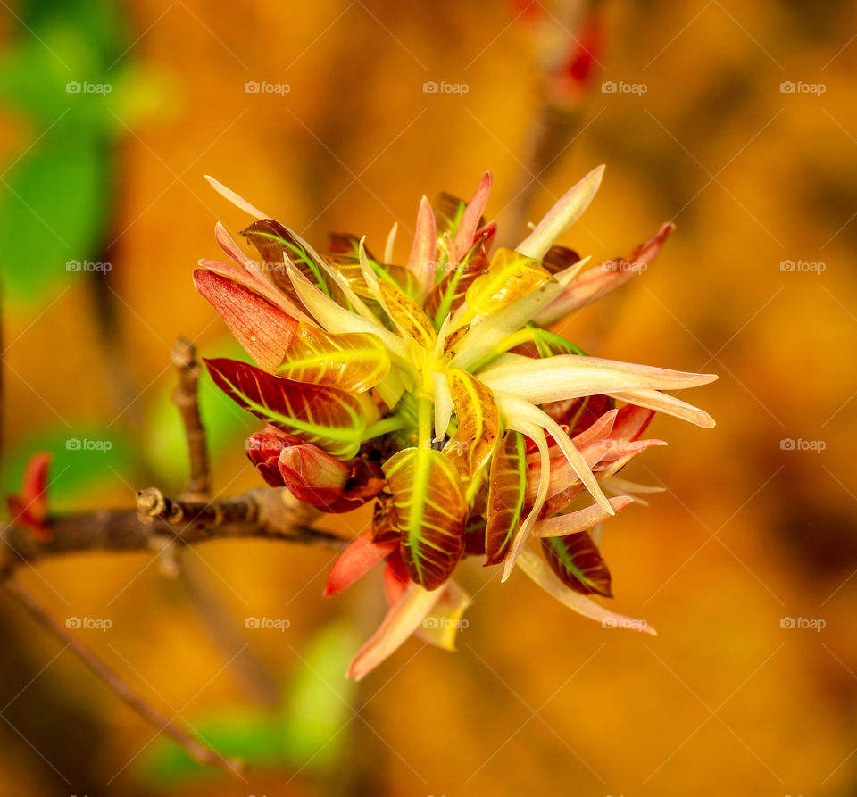 This plants growing along side the Coastal trail during spring seasons.