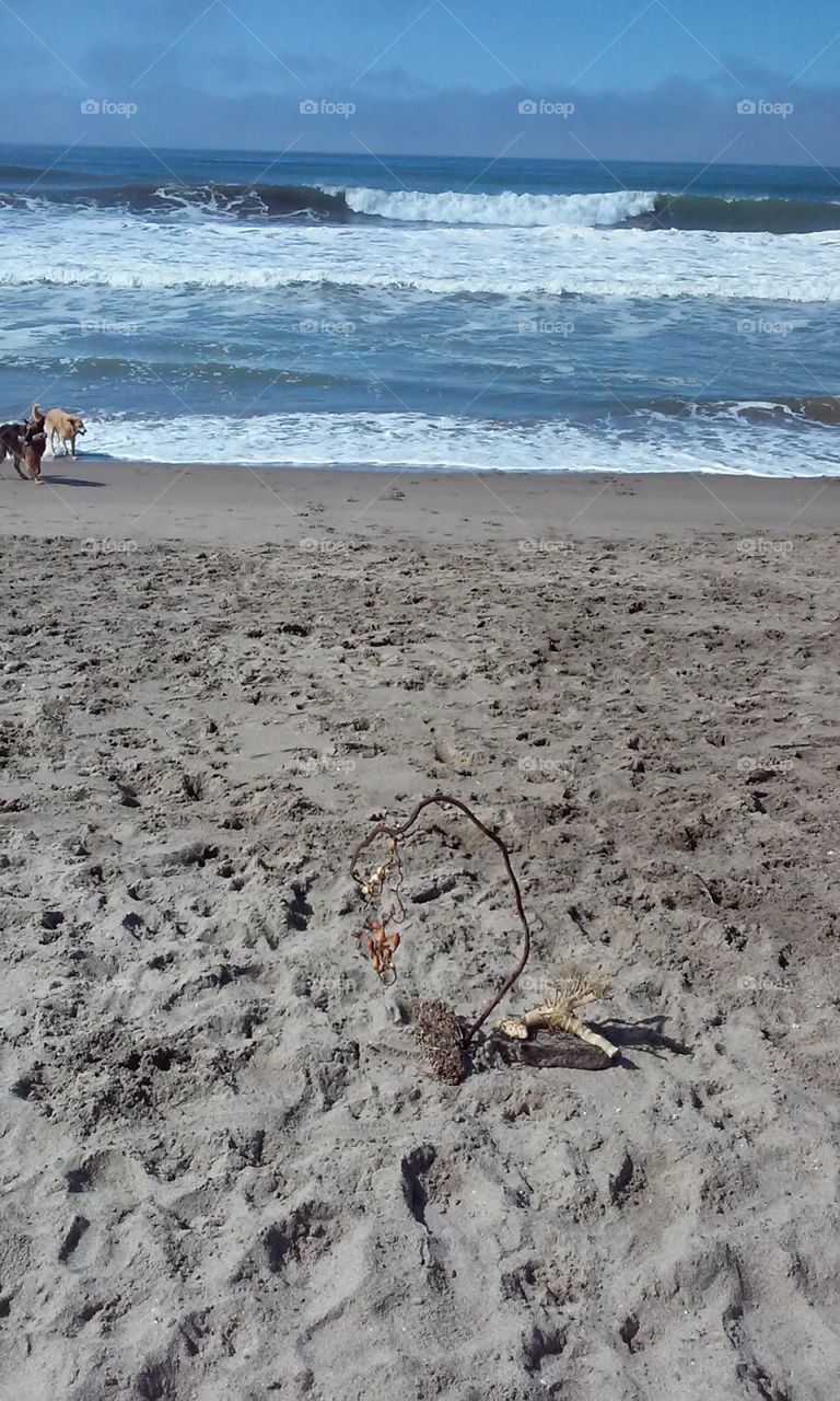 beach art at the dog beach. beach art, and dogs. What could be better?