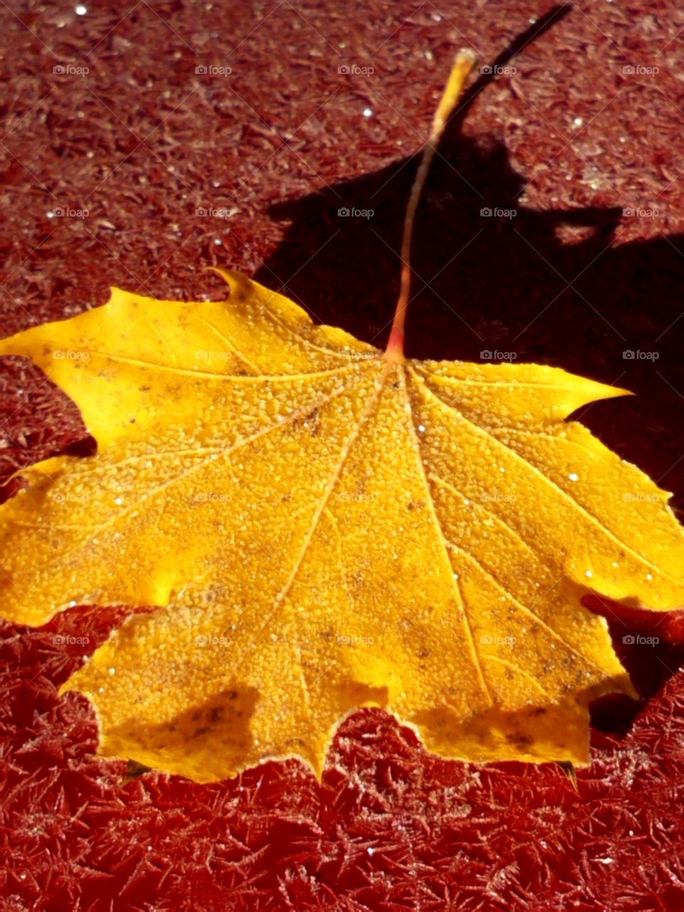 frosty maple leaf