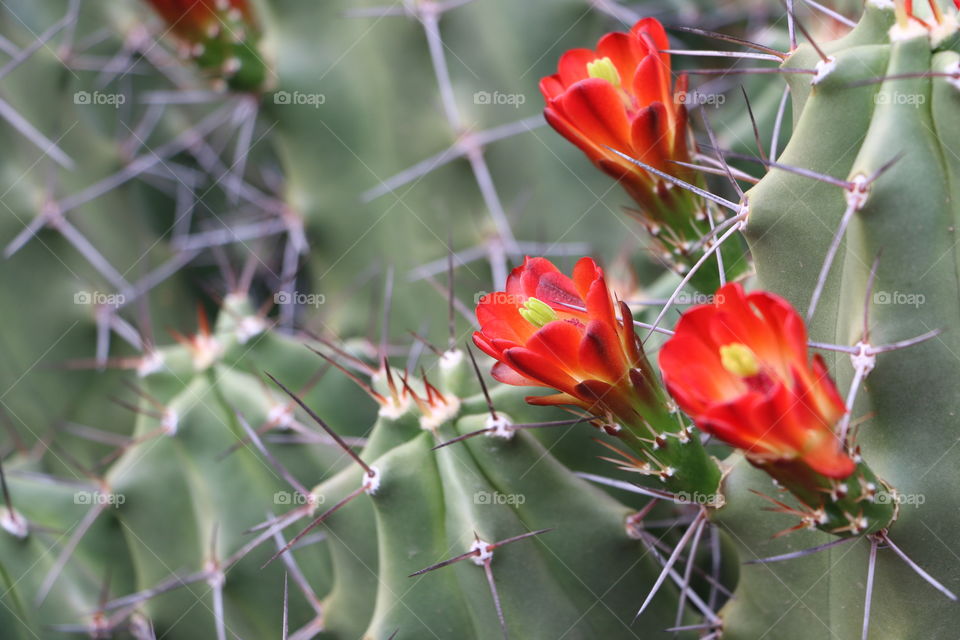 Spring flowers and cactus