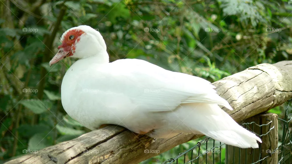 Gans