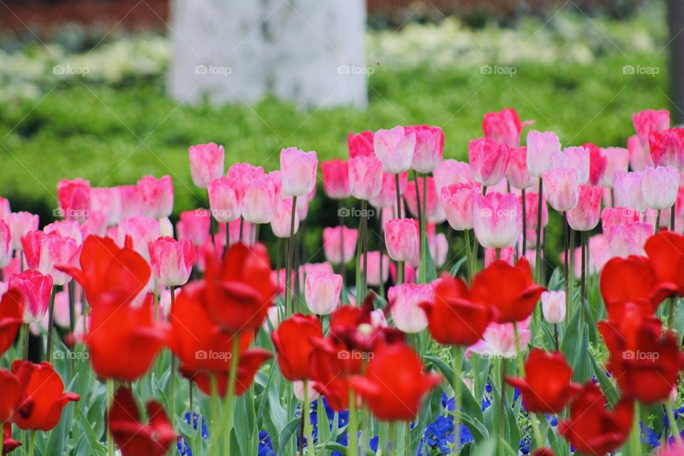 Strong red and muted pink perfectly balanced