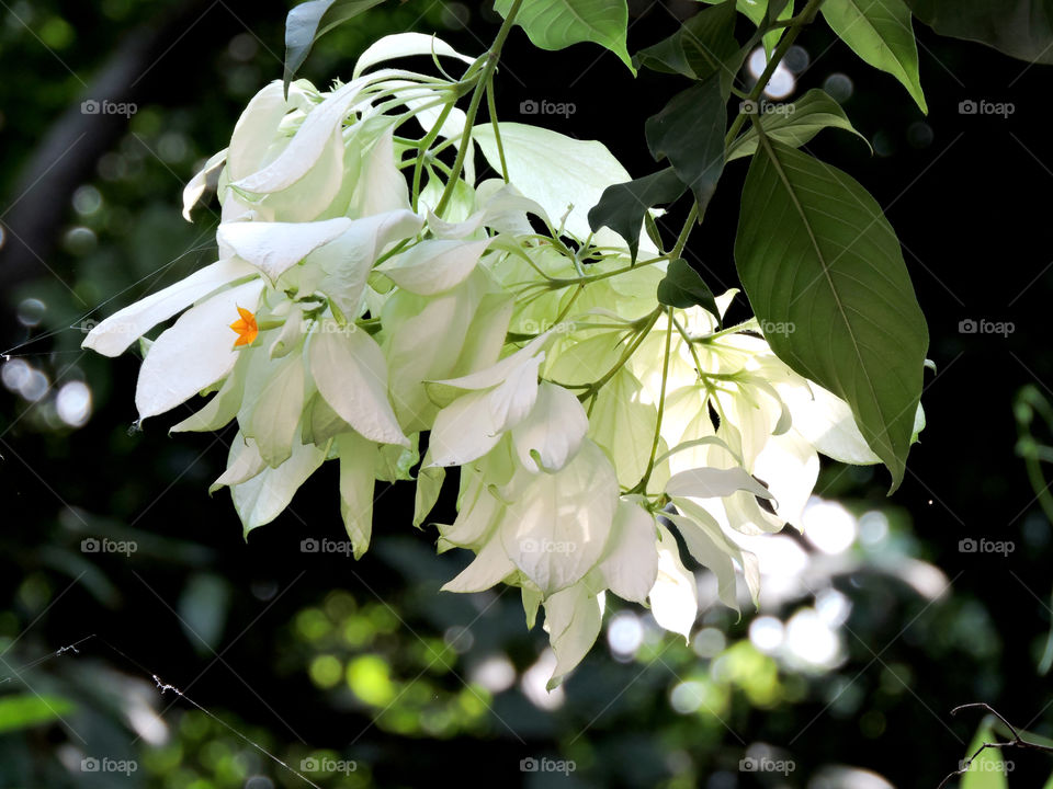 White flowers